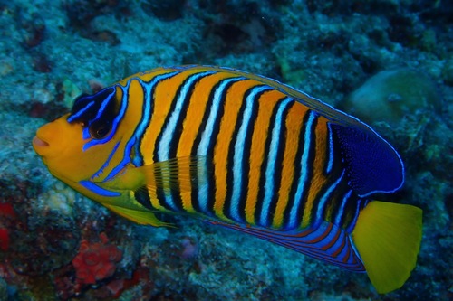 Regal Angelfish — seen at this dive site