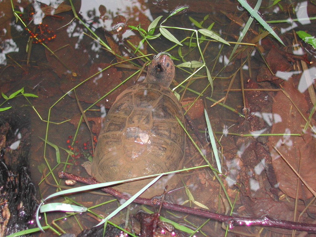 East African Black Mud Turtle from District d'Andapa, Madagascar on ...