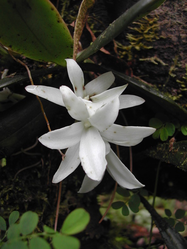 Magnificent Aerangis