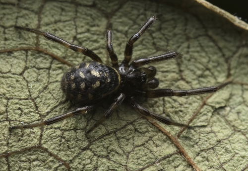 White-spotted False Widow