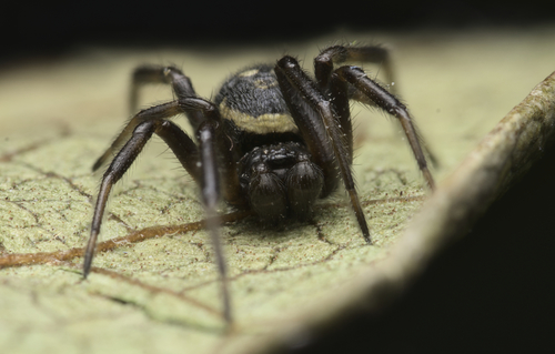 White-spotted False Widow