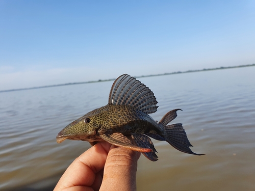 Sailfin Catfishes