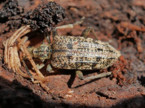 Ribbed Pine Borer