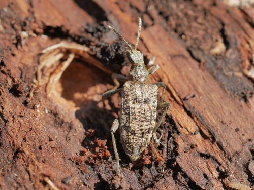 Ribbed Pine Borer