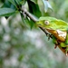 Brazilian Common Walking Leaf Frog - Photo (c) Sandro Von Matter, all rights reserved, uploaded by Sandro Von Matter