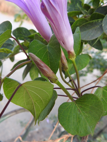Ipomoea pedicellaris