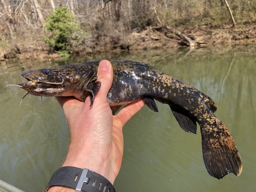Flathead Catfish
