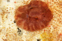 Actinocyclus verrucosus image