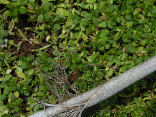 photo of Western Honey Bee (Apis mellifera)