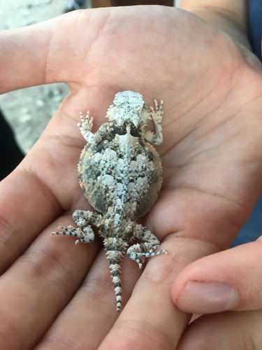 iNaturalist observation photo of Desert Horned Lizard