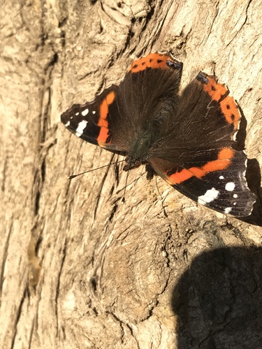 Red Admiral