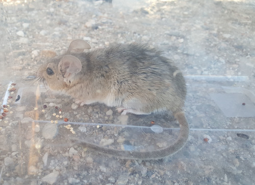 iNaturalist observation photo of Desert Woodrat