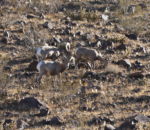 iNaturalist observation photo of Desert Bighorn Sheep
