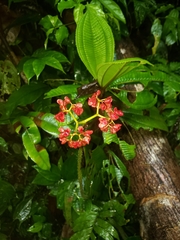 Image of Begonia involucrata