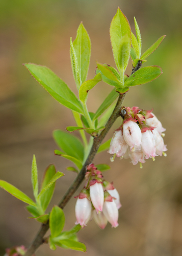small black blueberry (Vaccinium tenellum)