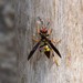 Peruvian Paper Wasp - Photo (c) capacoscar, all rights reserved, uploaded by capacoscar