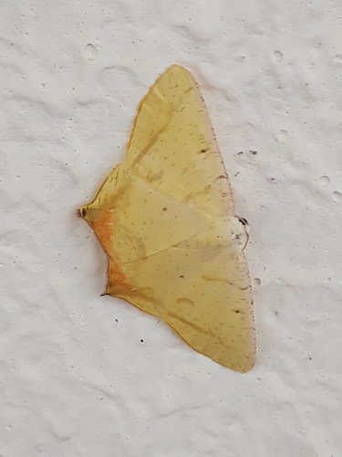 Nepheloleuca absentimacula