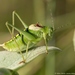 Balkan Bright Bush-Cricket - Photo (c) Marc Bulte, all rights reserved, uploaded by Marc Bulte
