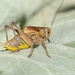 Macedonian Walking Bush-Cricket - Photo (c) Marc Bulte, all rights reserved, uploaded by Marc Bulte