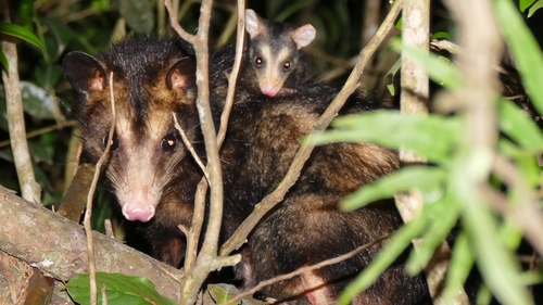 Big-eared Opossum