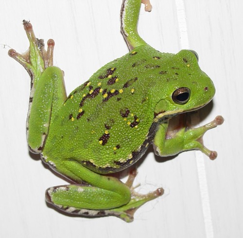 Barking Tree Frog