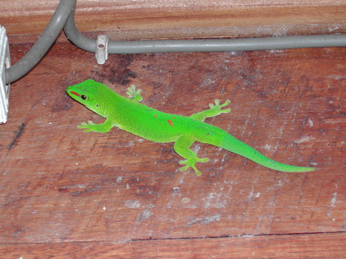 Madagascar Giant Day Gecko