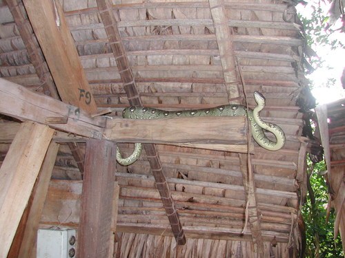 Madagascar tree boa