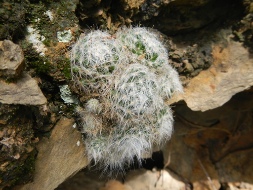 Mammillaria glassii R.A.Foster