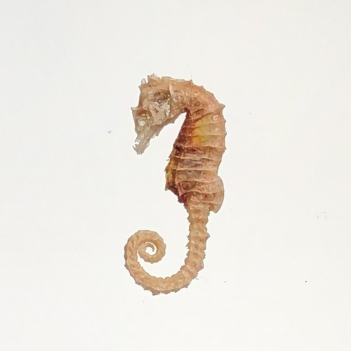 Short-snouted Seahorse