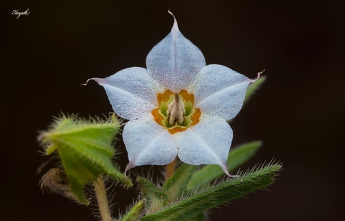 Indian borage (Trichodesma indicum)