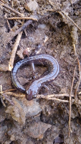 Blacksburg Salamander