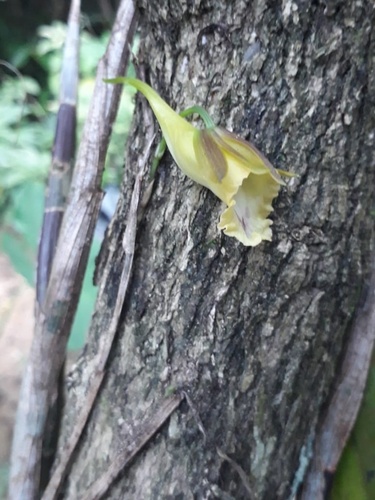 Galeandra macroplectra