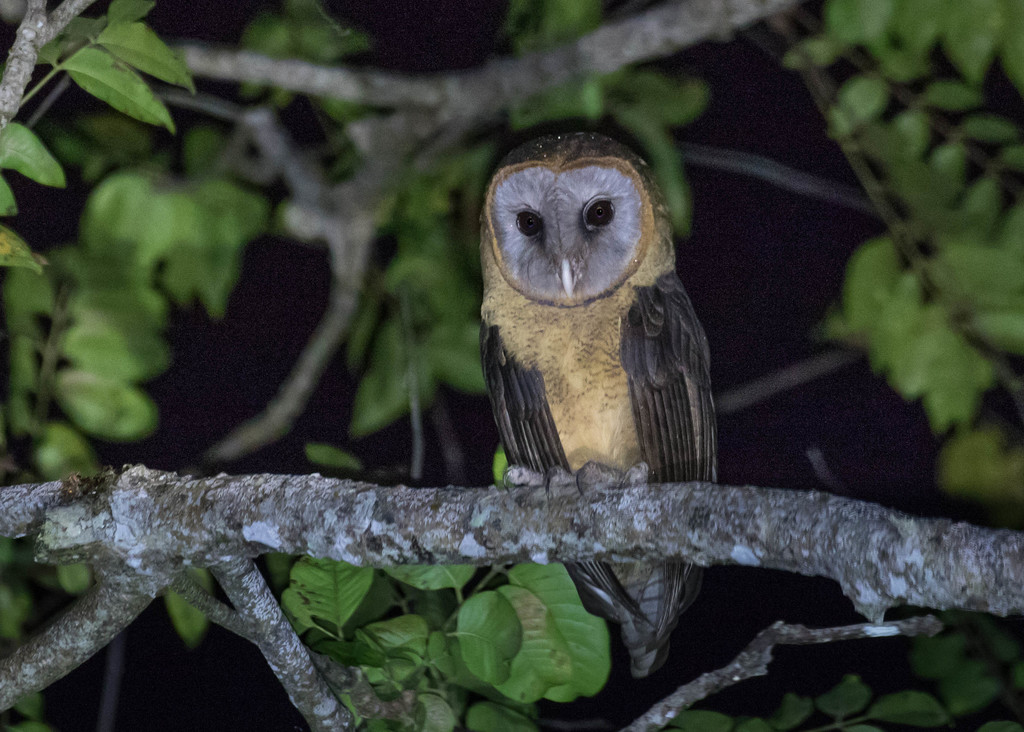 Ashy-faced Owl photo