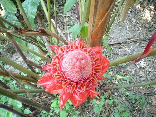 Torch ginger