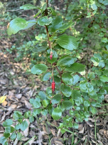 Fuchsia-flowered Gooseberry