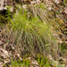 Carex austrolucorum - Photo (c) Keith Bradley, כל הזכויות שמורות