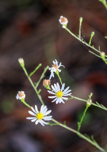 Symphyotrichum kralii