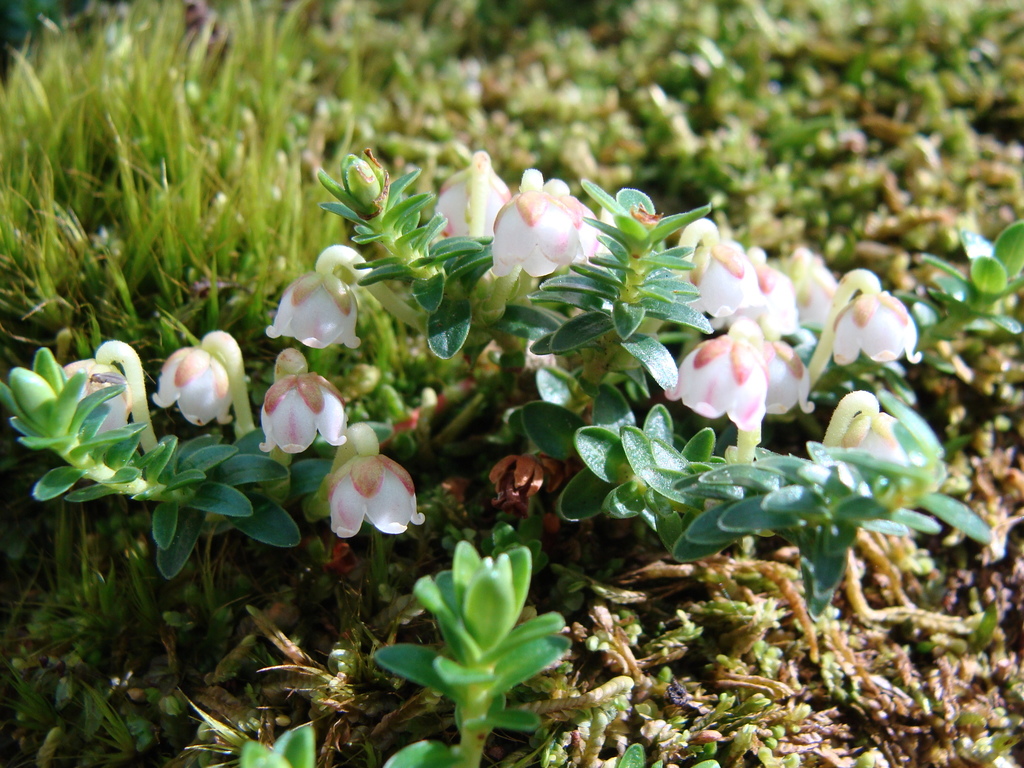 Gaultheria