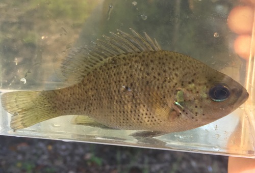 Spotted Sunfish