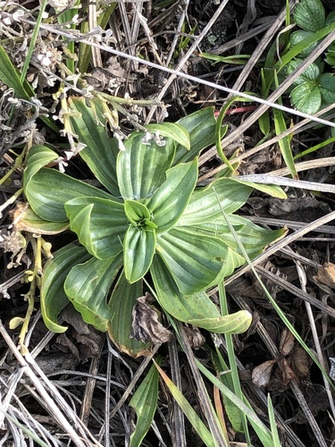 Tall Coastal Plantain foliage