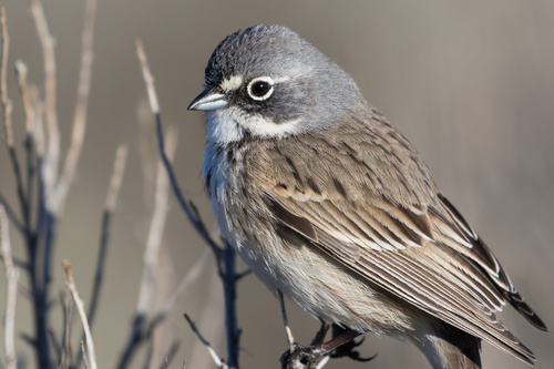 Sagebrush Sparrow