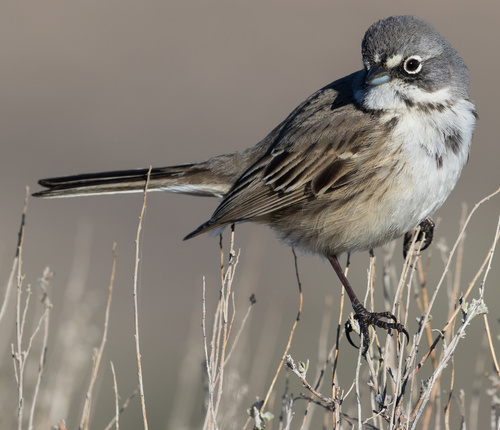 Sagebrush Sparrow