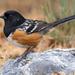 Typical Towhees - Photo (c) Juan Miguel Artigas Azas, all rights reserved