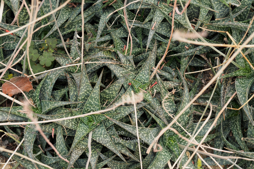 Aloe descoingsii