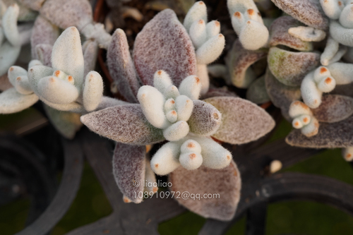 Fuzzy Cactus (Kalanchoe eriophylla)