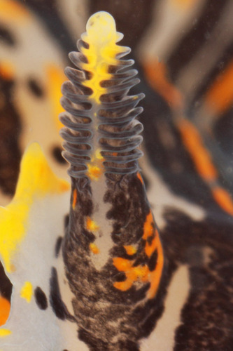 Sorcerer's Dorid