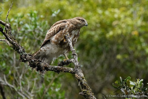 Madagascar Buzzard