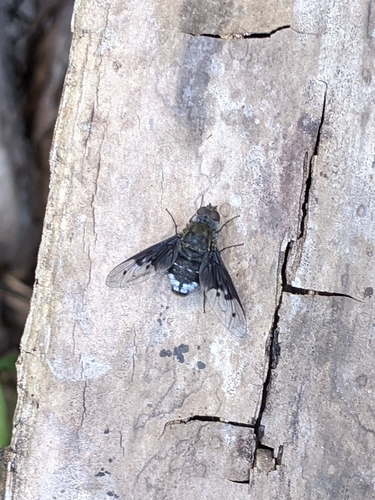 Anthrax koshunensis