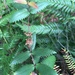 Acrophyllum australe - Photo (c) Patrick Campbell, כל הזכויות שמורות, הועלה על ידי Patrick Campbell