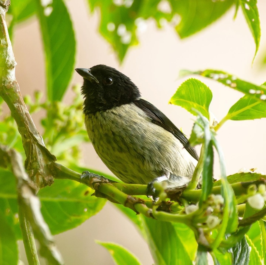 Black-hooded Tanager photo